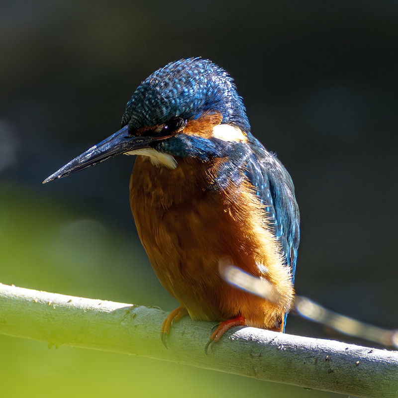 Eisvogel an der Gera in Erfurt