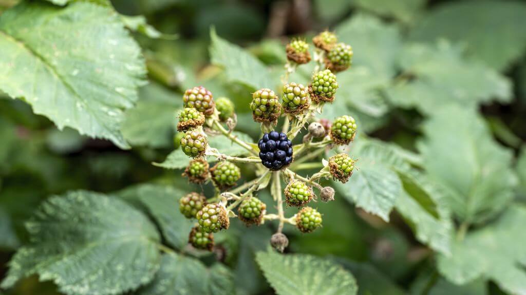 Brombeere