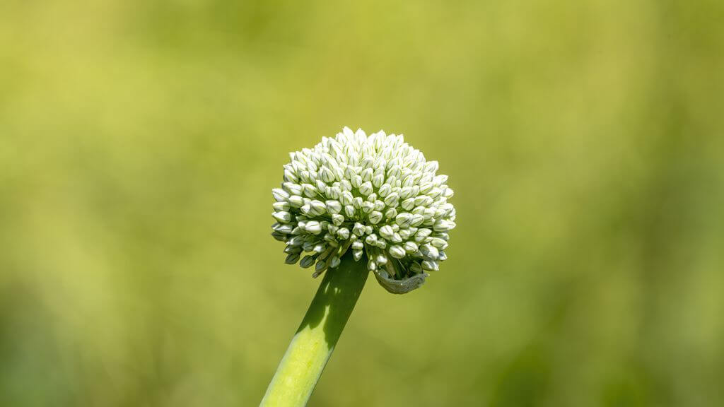 Zwiebelblüte