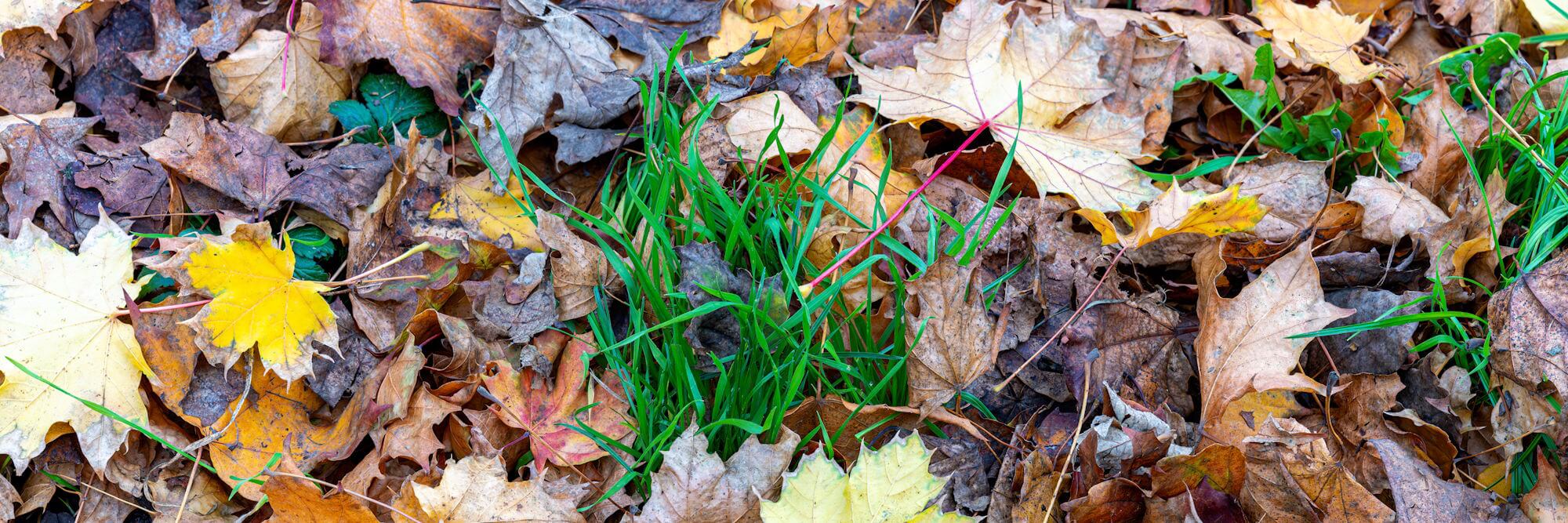 Herbstlaub.jpg
