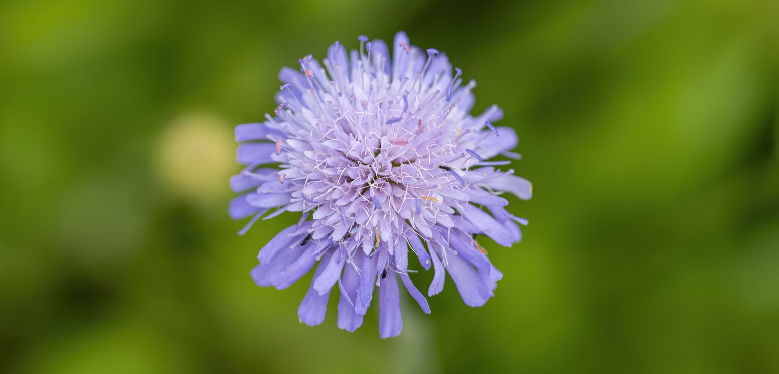 Acker-Witwenblume