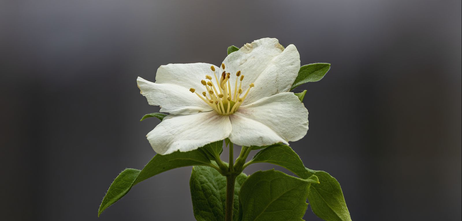 Heckenrose