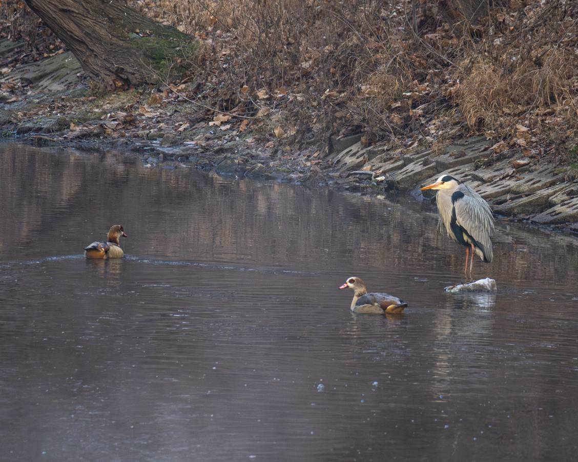 Graureiher mit Nilgänsen