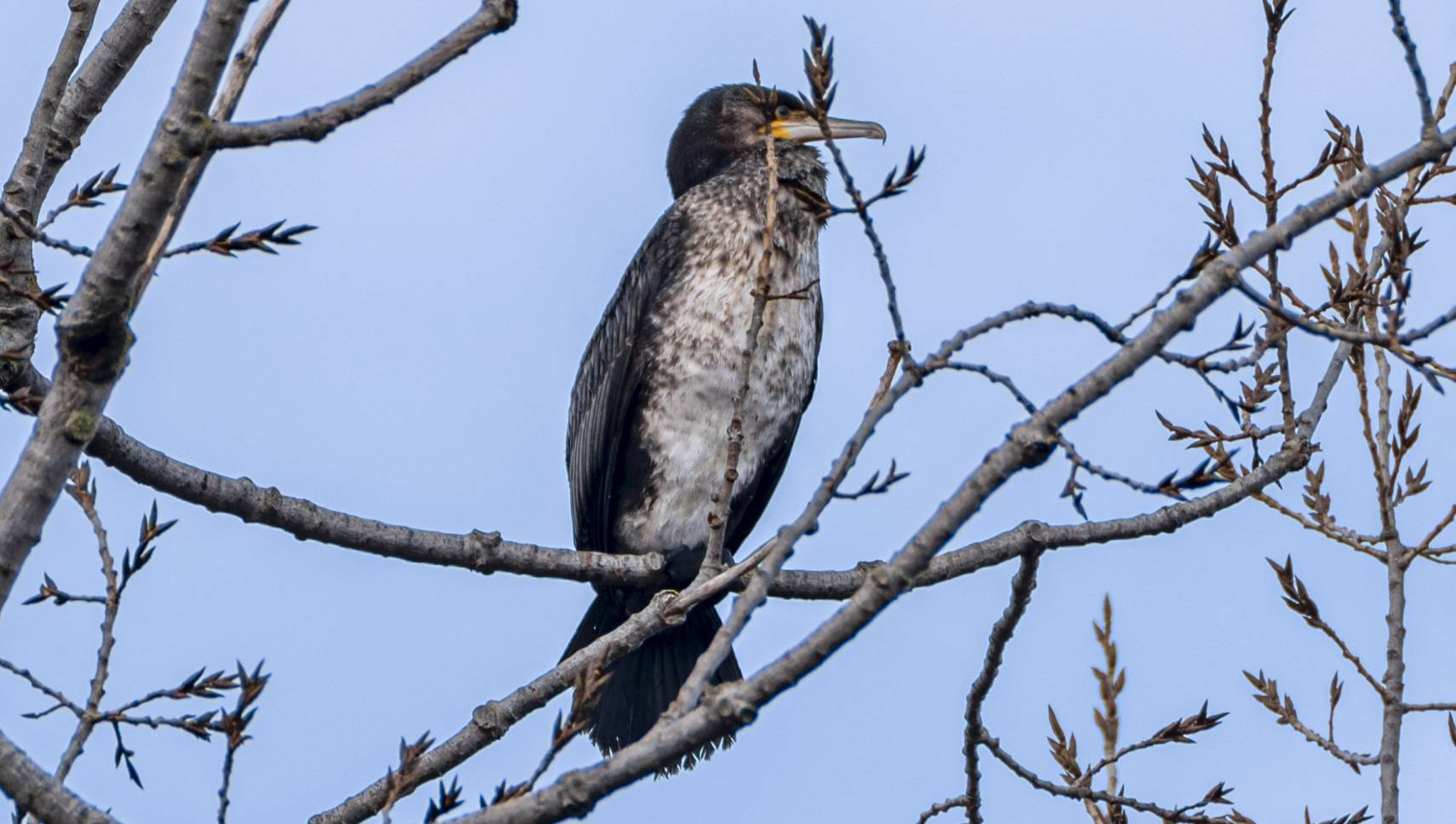 Kormoran (Jährling)