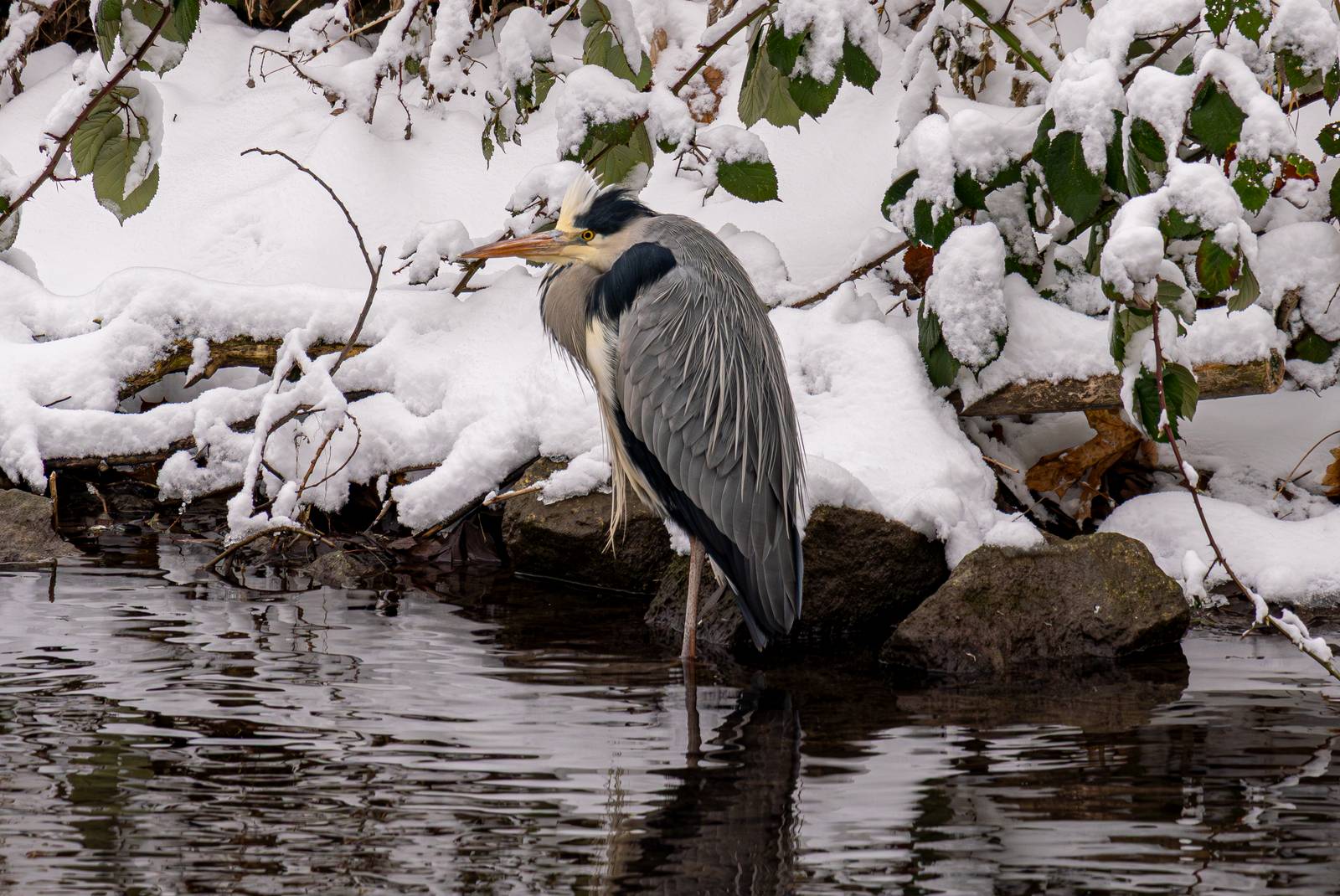 Graureiher im Schnee