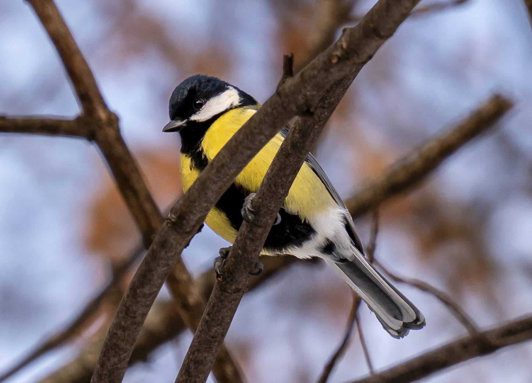 Kohlmeise - fast Frühling