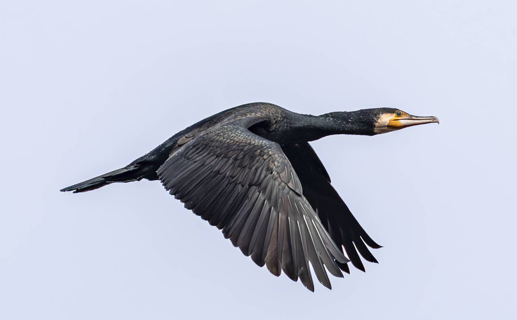 Kormoran im Flug
