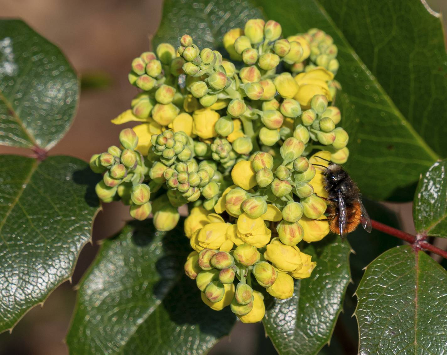 Gewöhnliche Mahonie