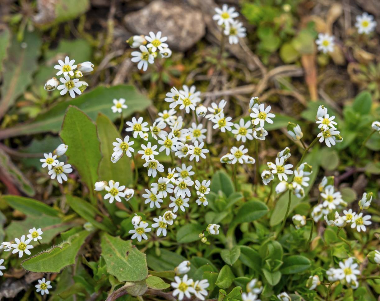 Frühlings-Hungerblümchen
