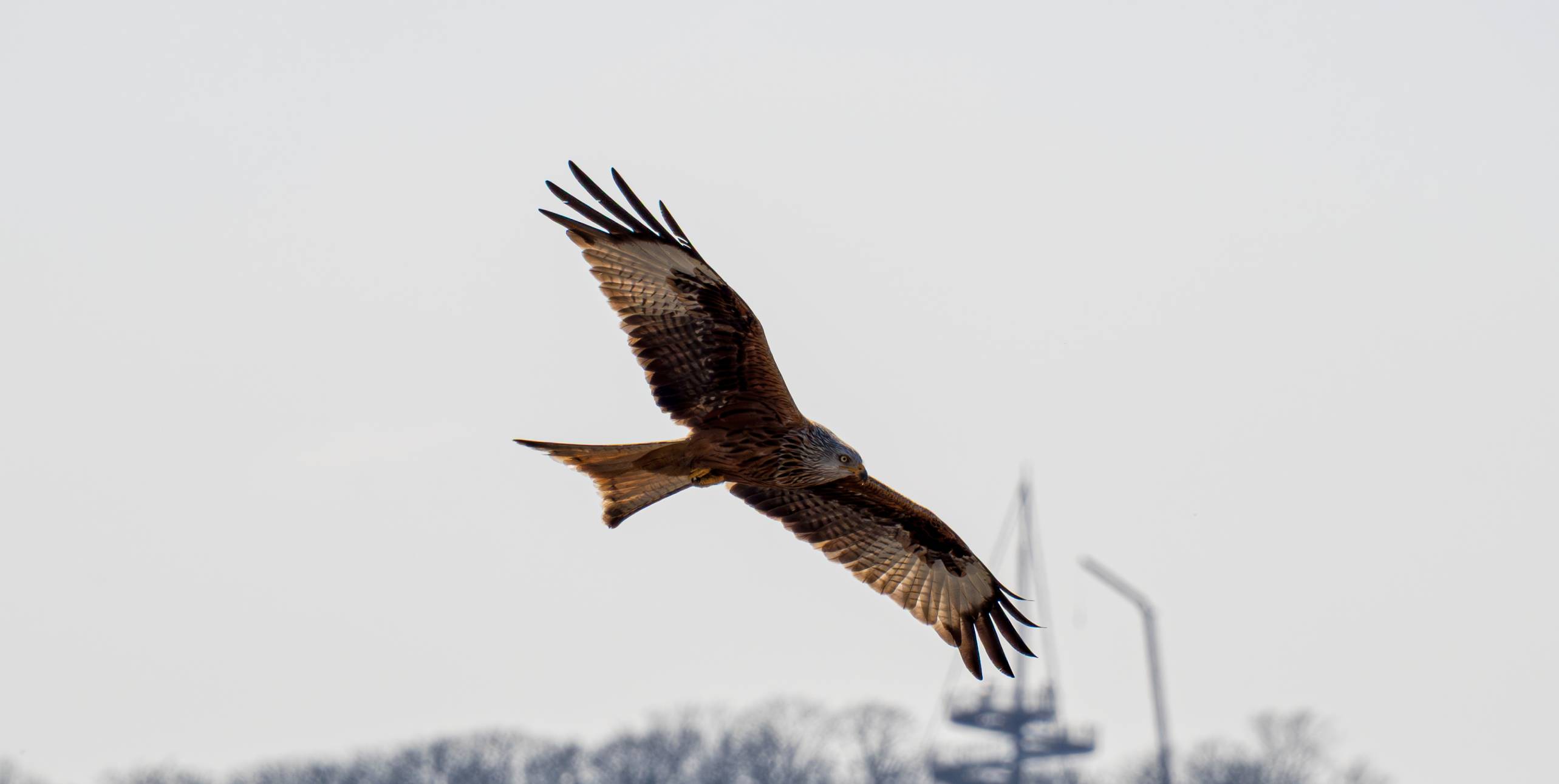Rotmilan über Erfurt