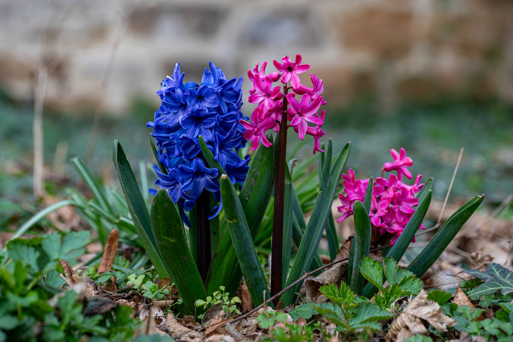 Gartenhyazinthe