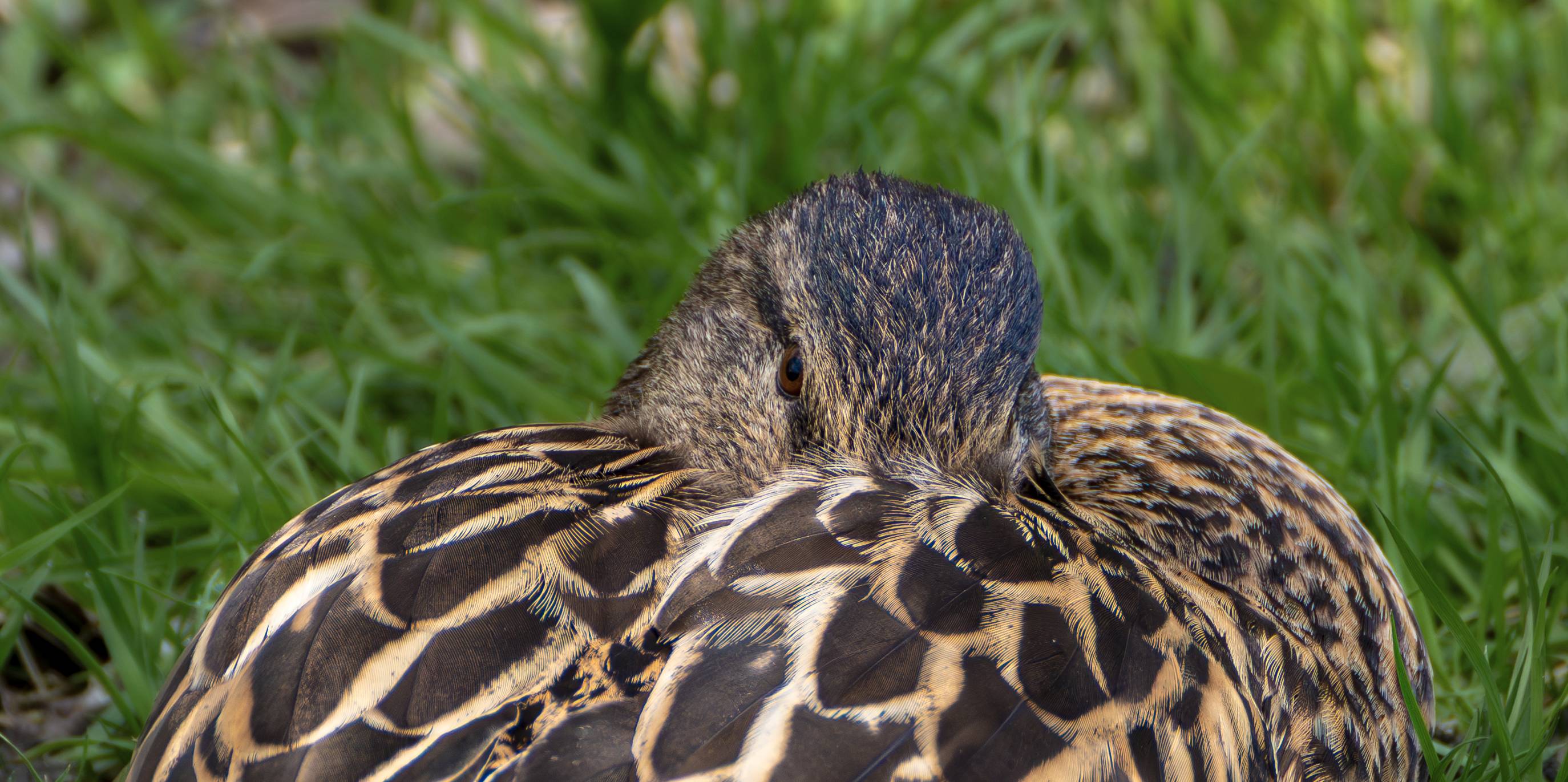Stockente ♀
