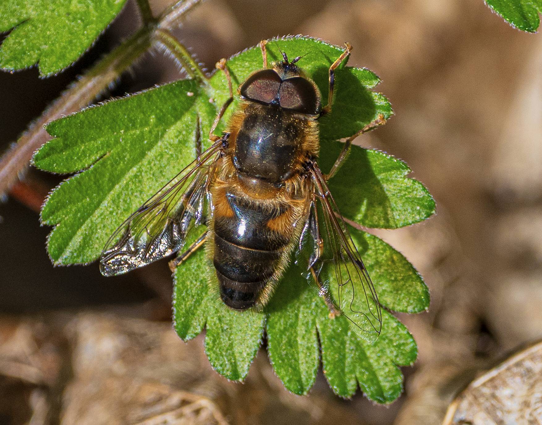 Totenkopfschwebfliege