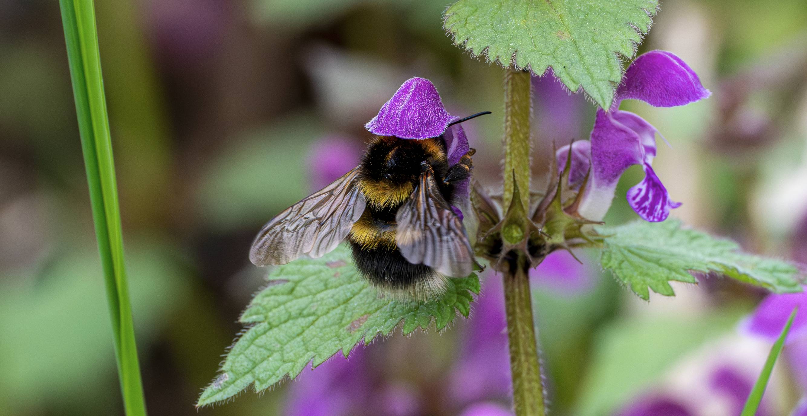 Hummel