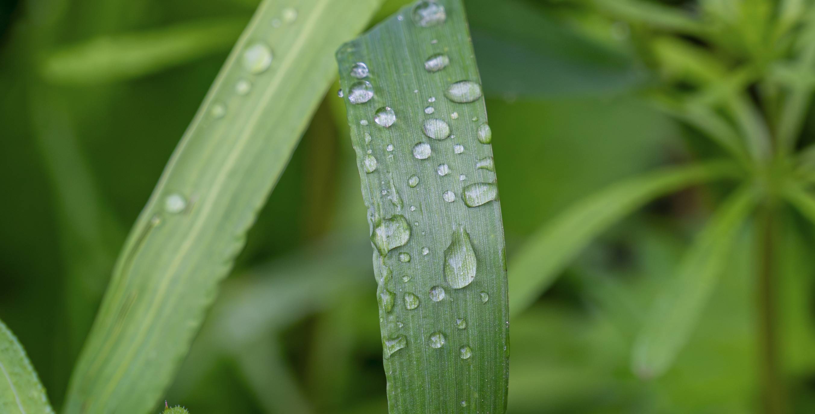 Gras mit Tautropfen