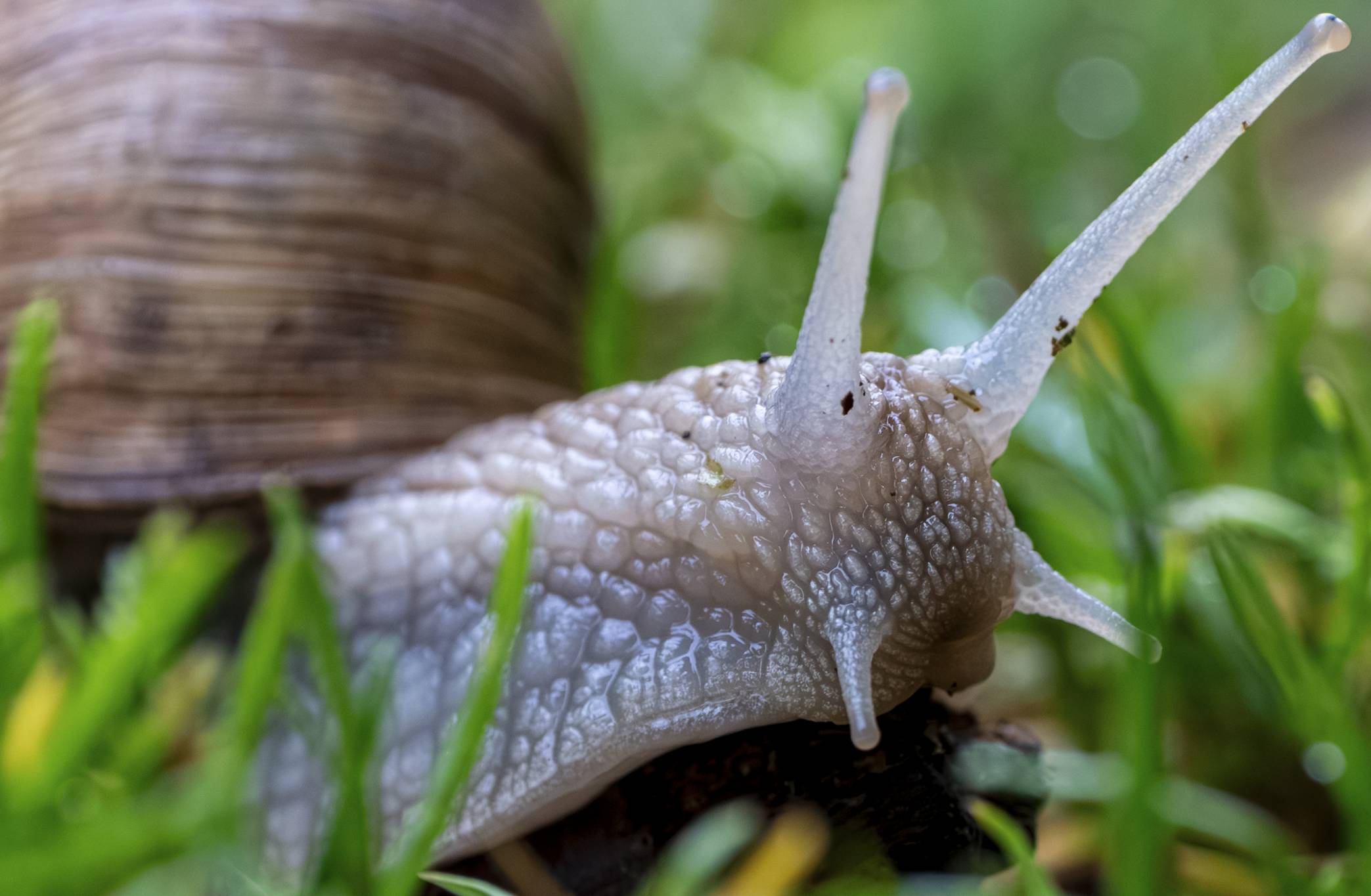 Weinbergschnecke