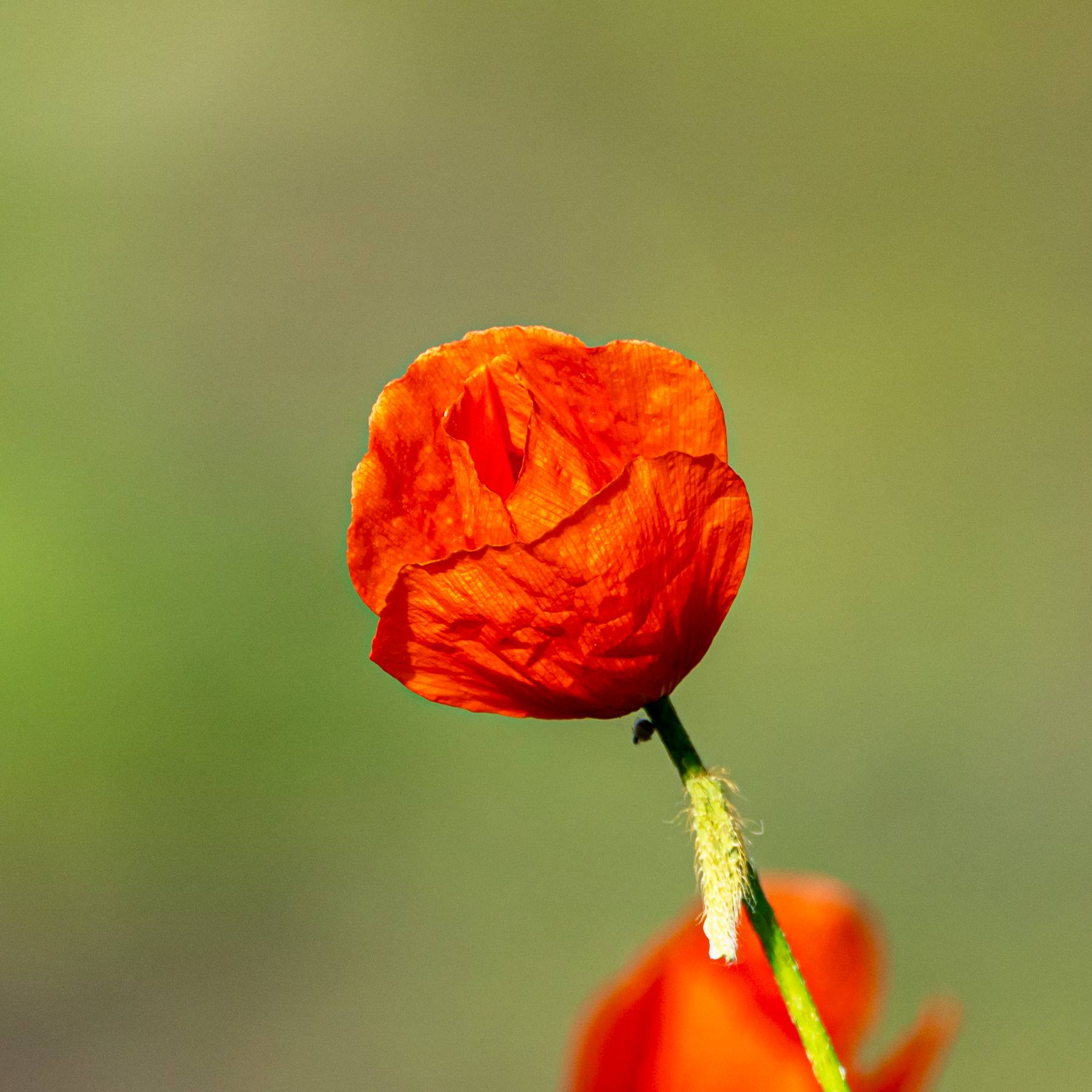 Mohnblüte