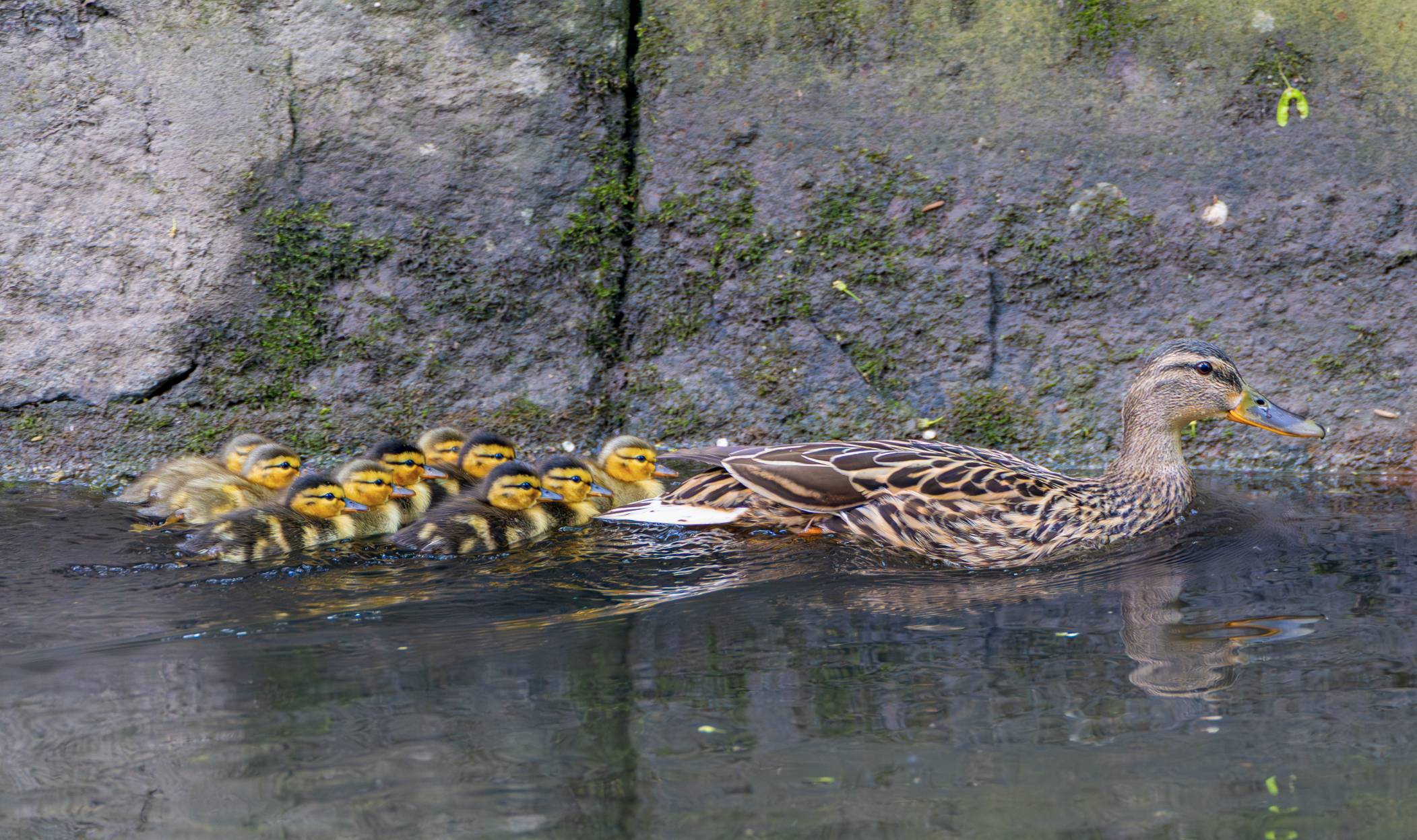 10 + 1 (Stockente)