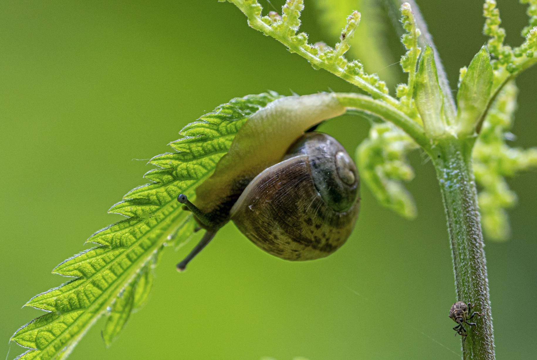 Schnecke