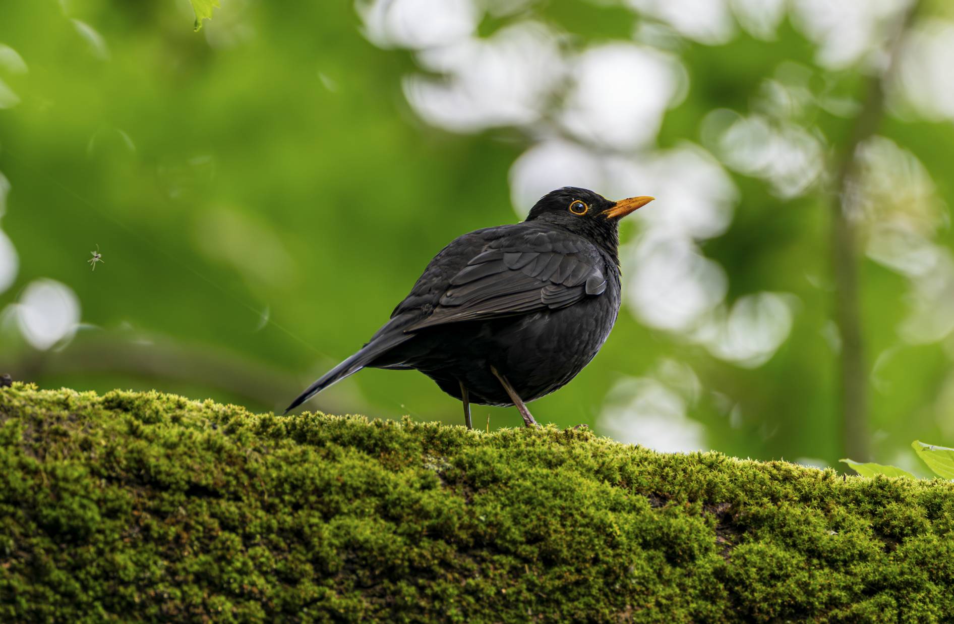 Amsel