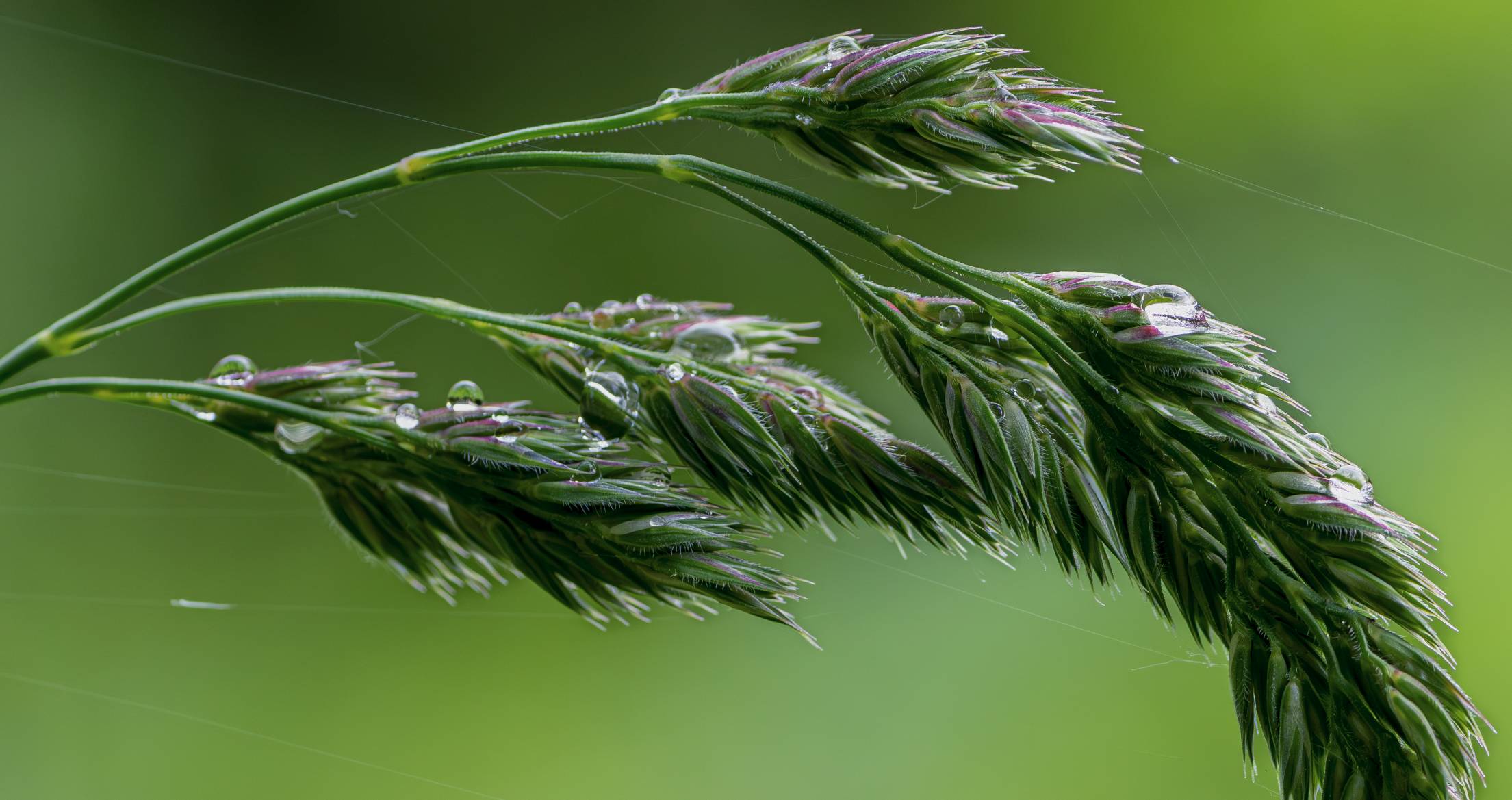 Gras mit Tautropfen