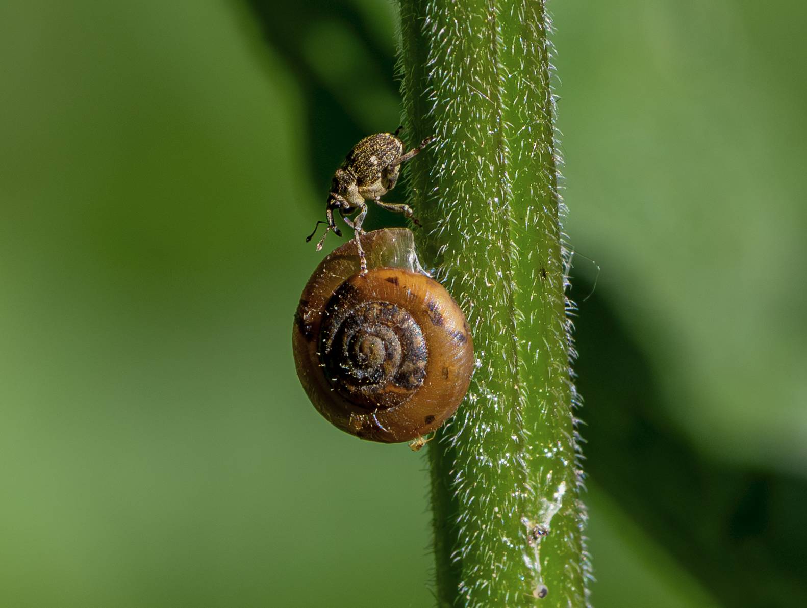 Rüsselkäfer, Schnecke, Kugelspringer