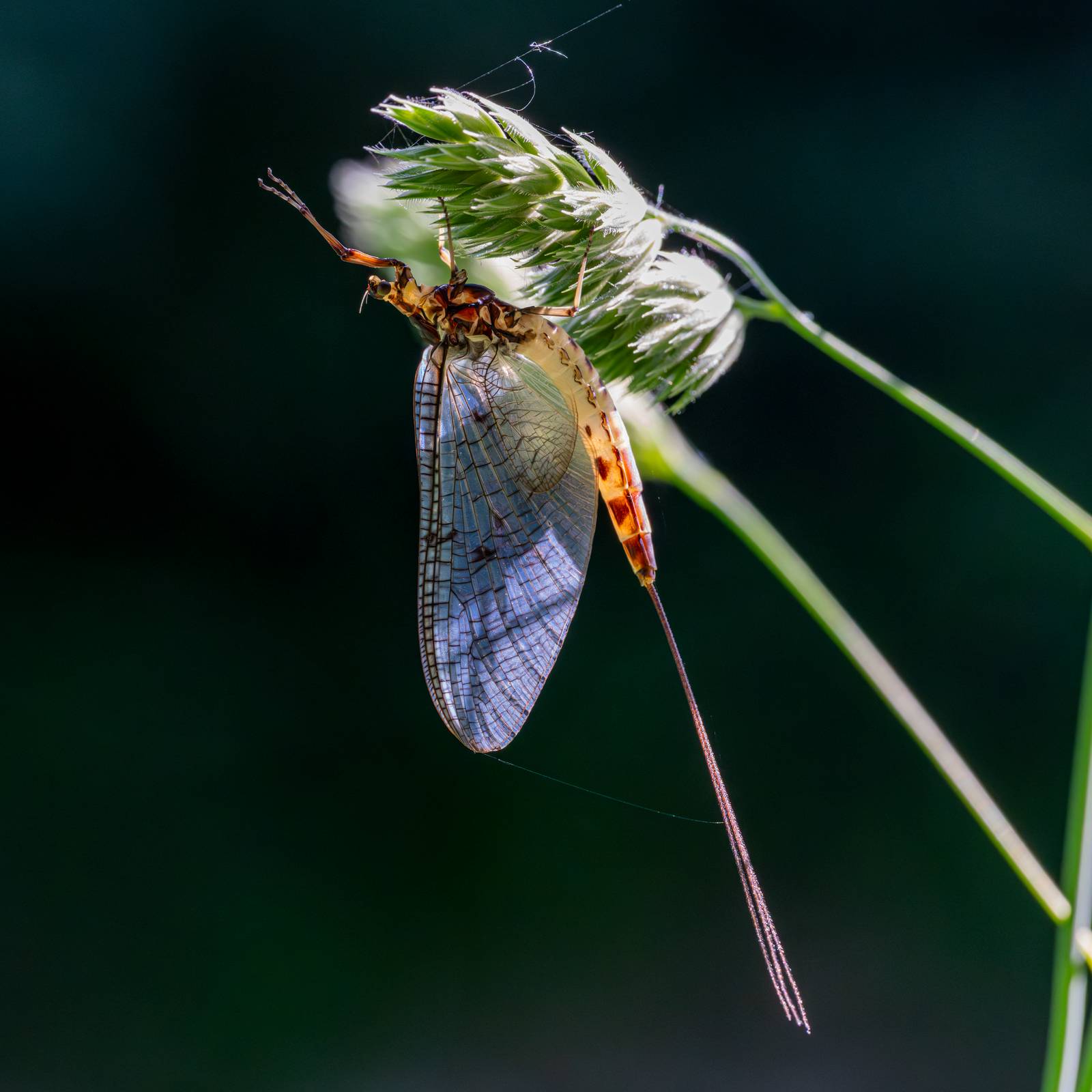 Eintagsfliege