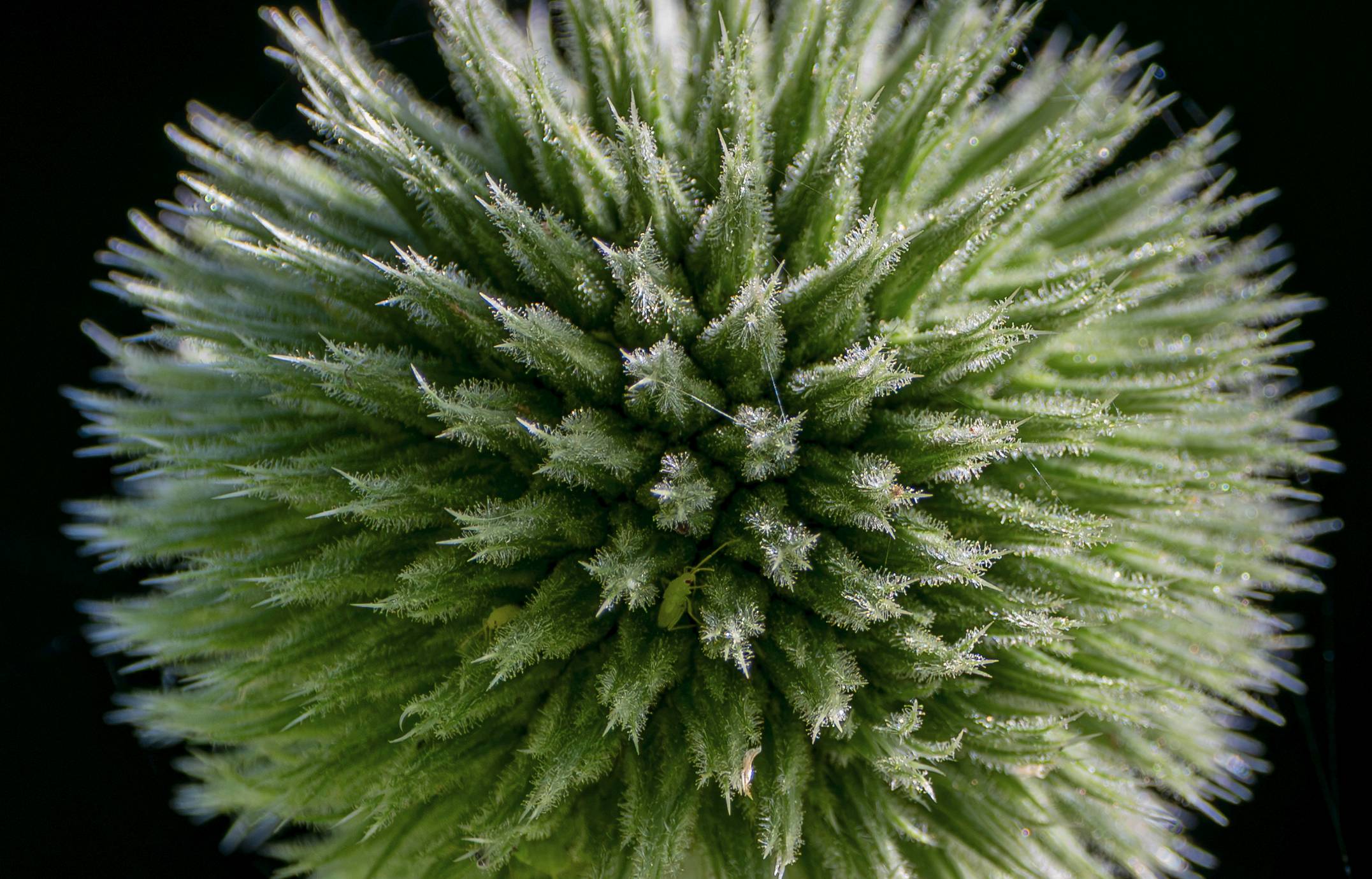 Kugeldistel