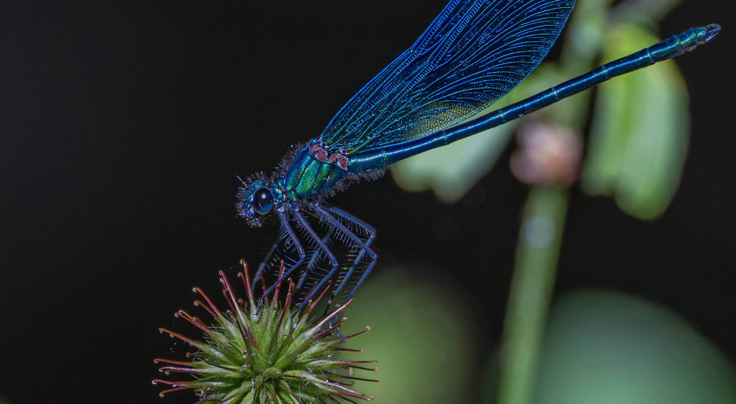 Prachtlibelle