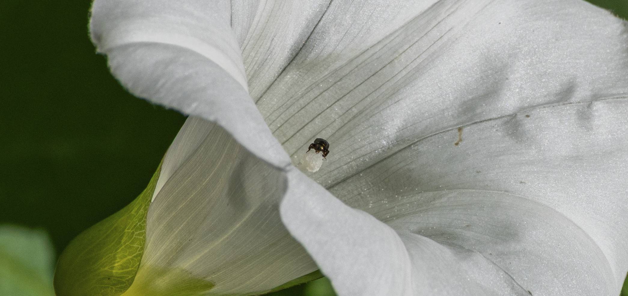Käfer in Blüte (Zaunwinde)