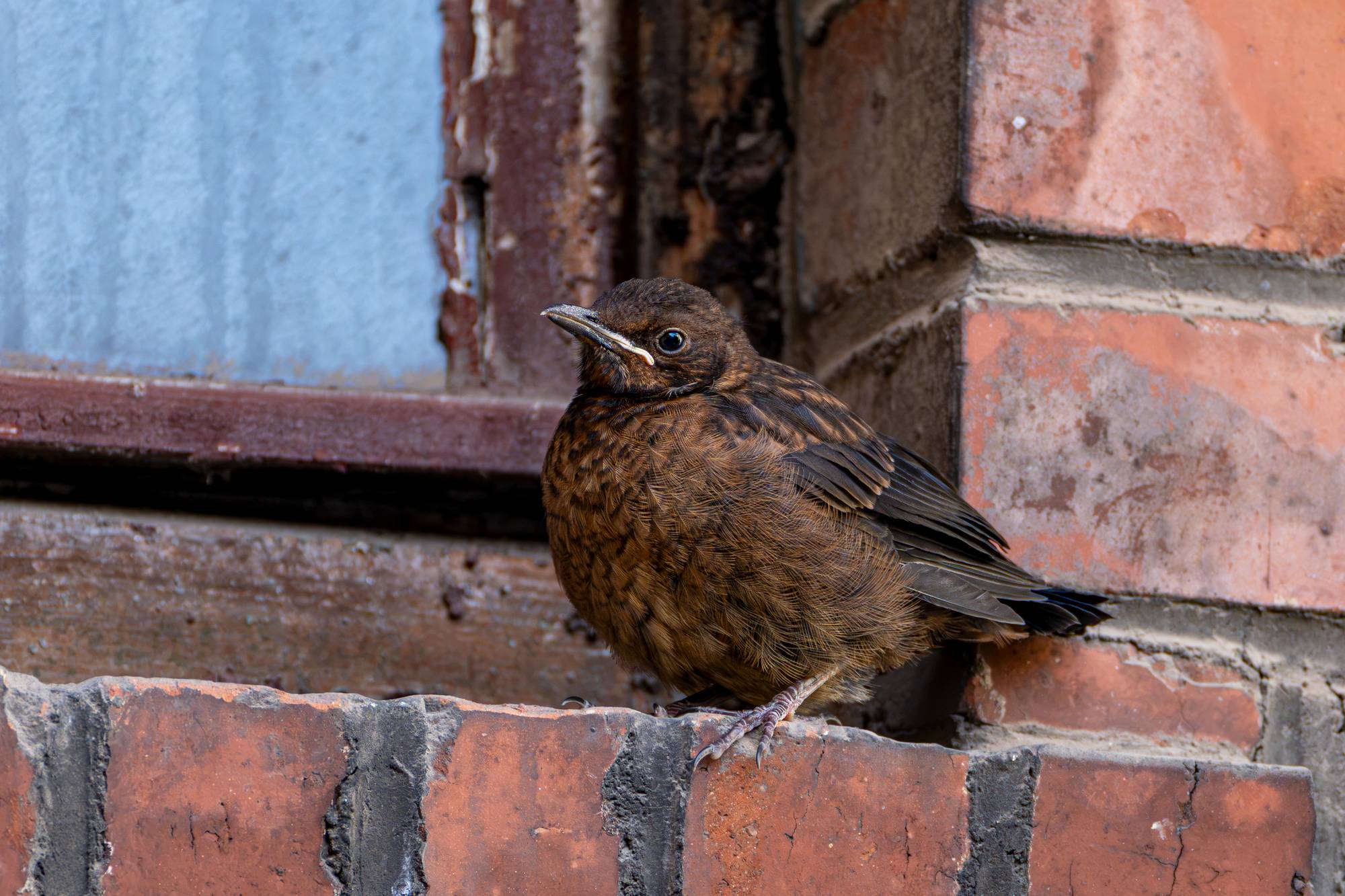 junge Amsel