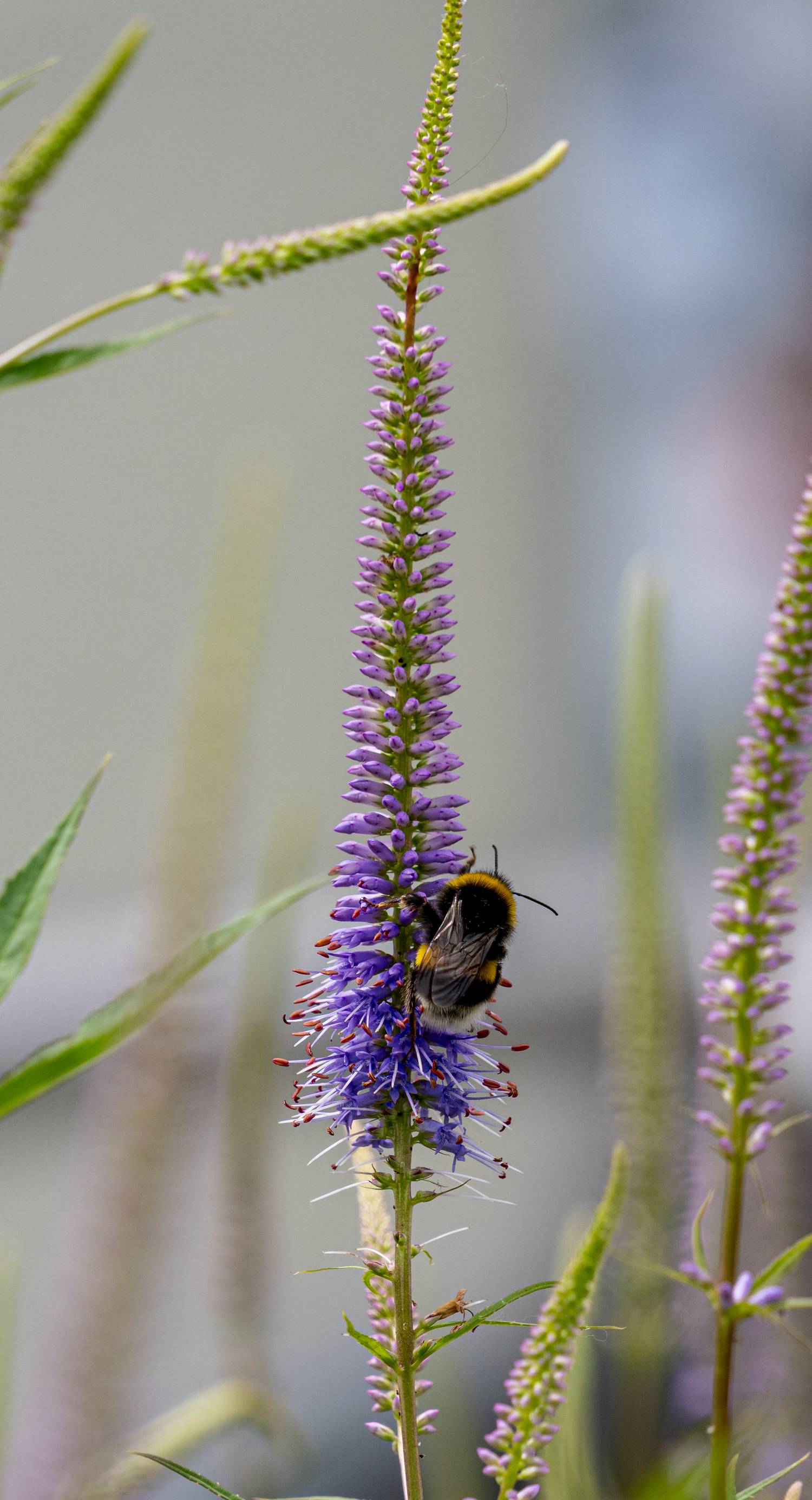 Hummel auf Ähriger Ehrenpreis