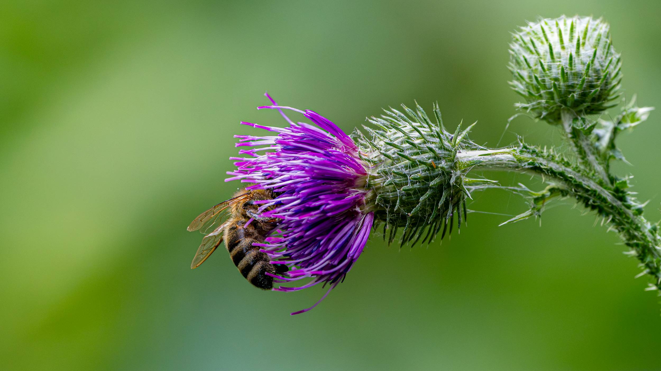 Biene auf Distel