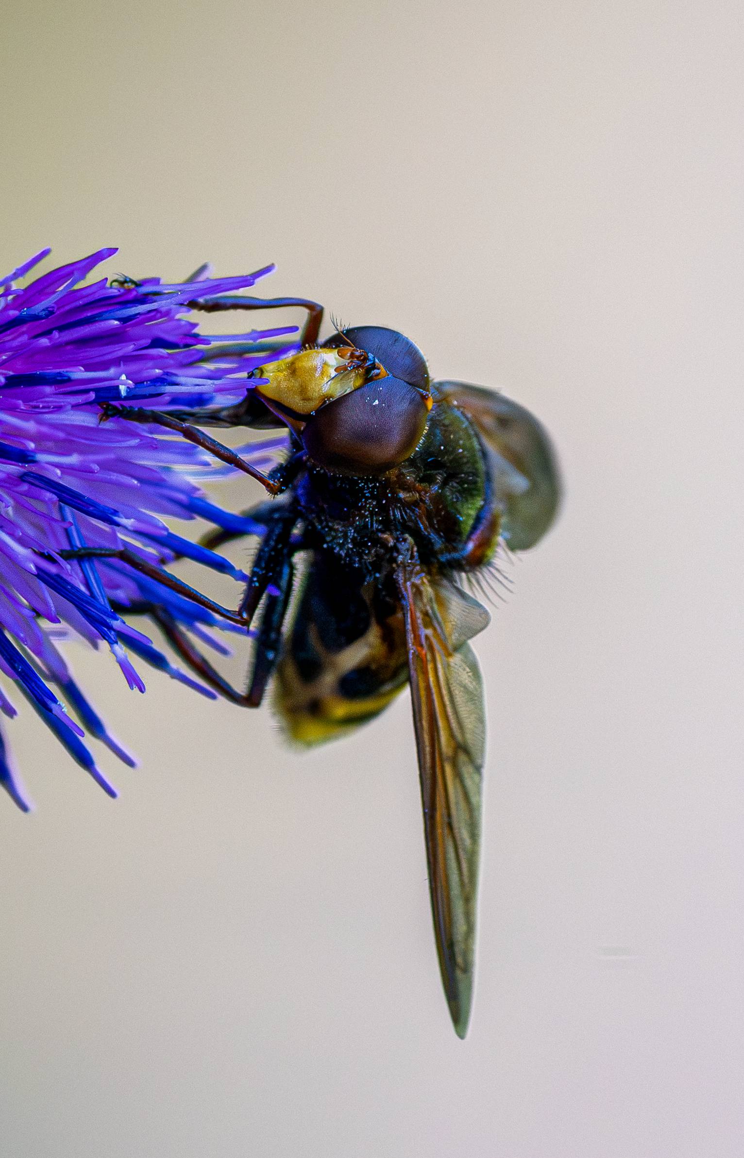 Hornissenschwebfliege