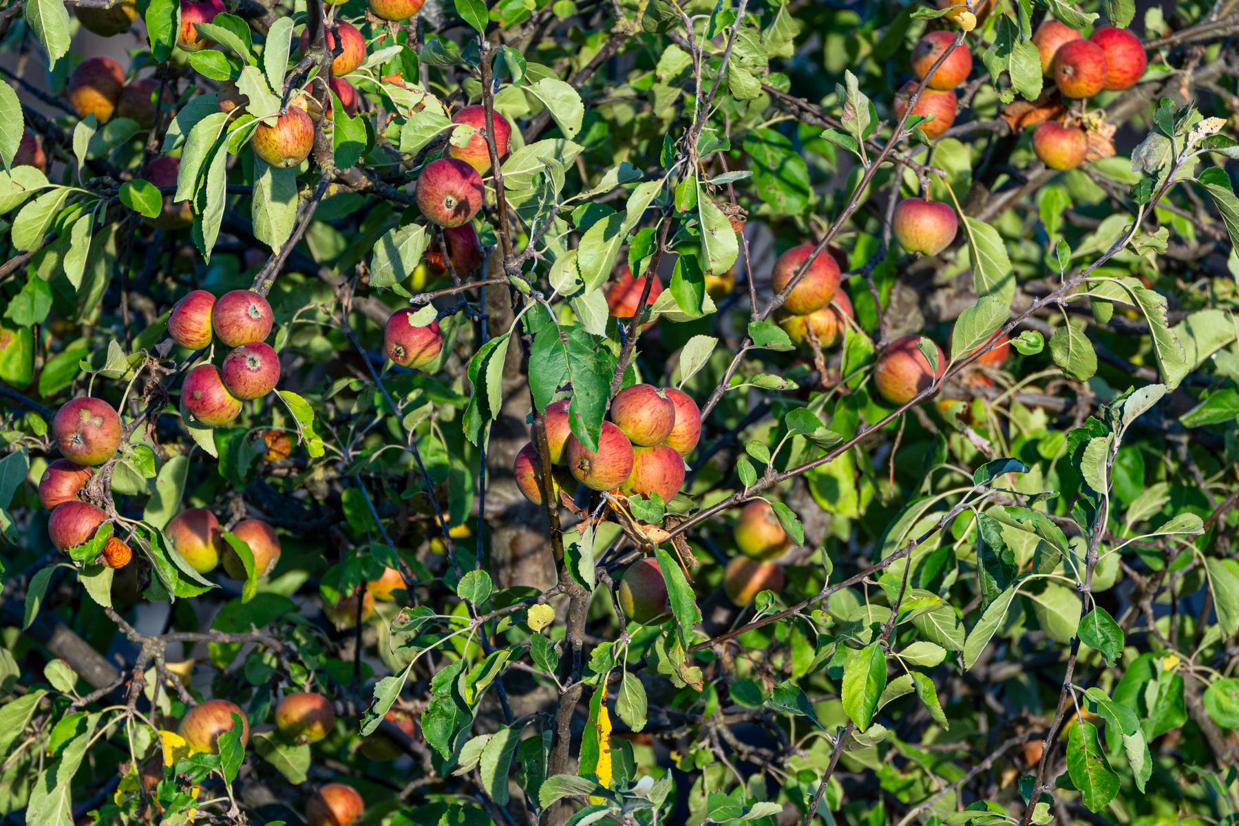 Apfelbaum