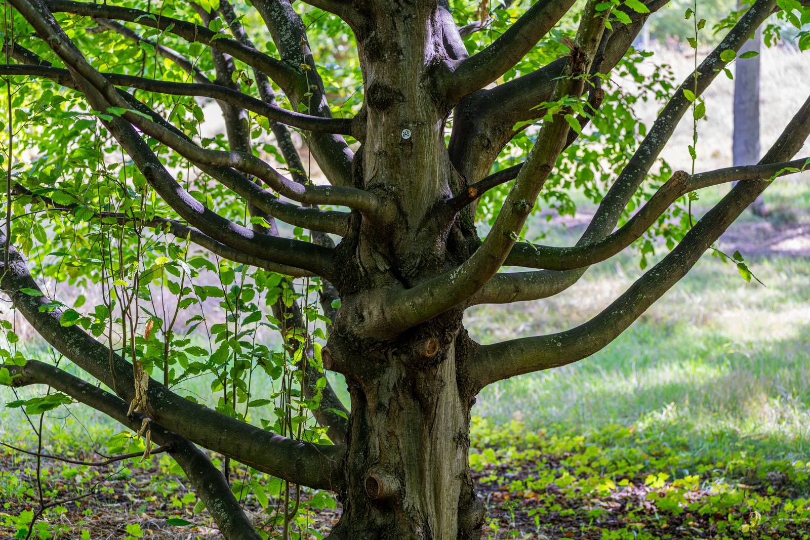Baum