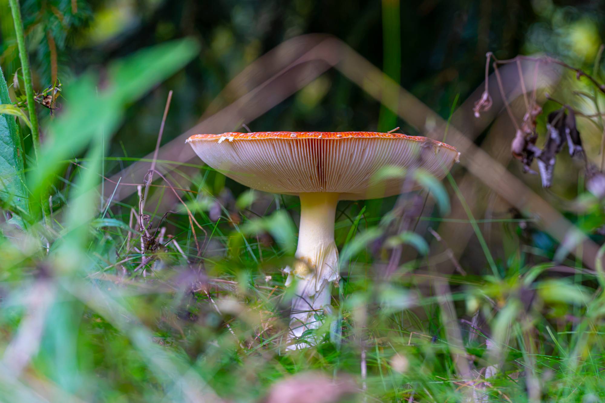 Fliegenpilz