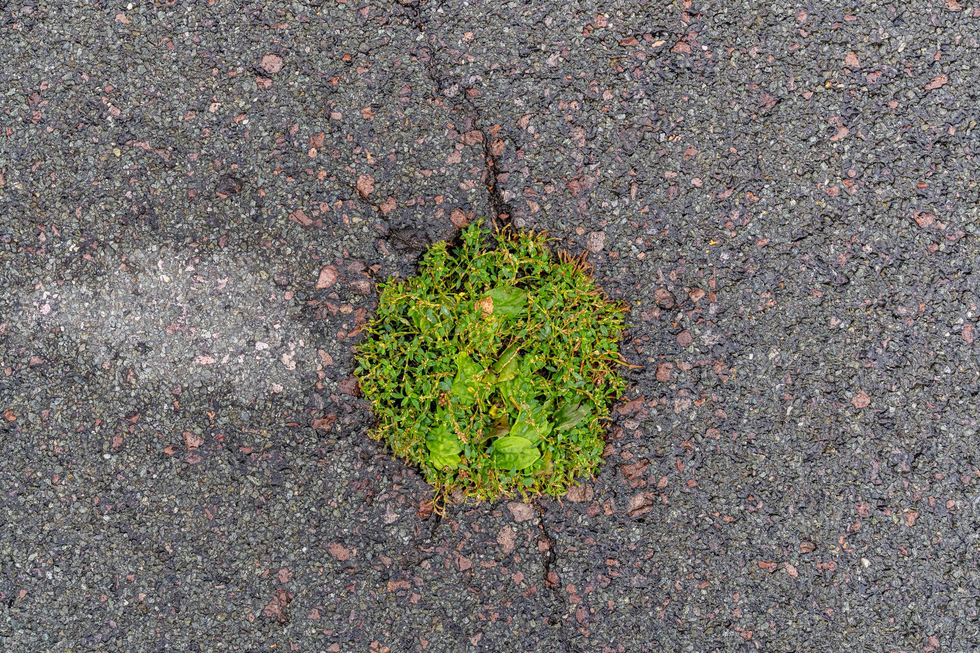 im Asphalt