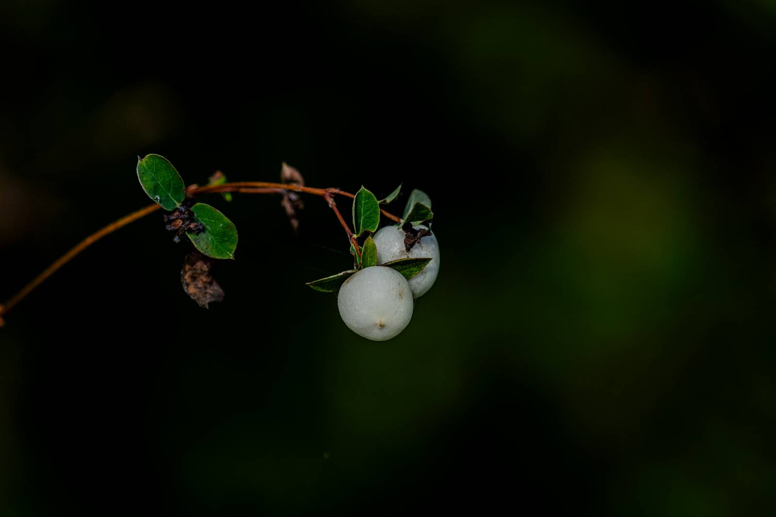 Schneebeere