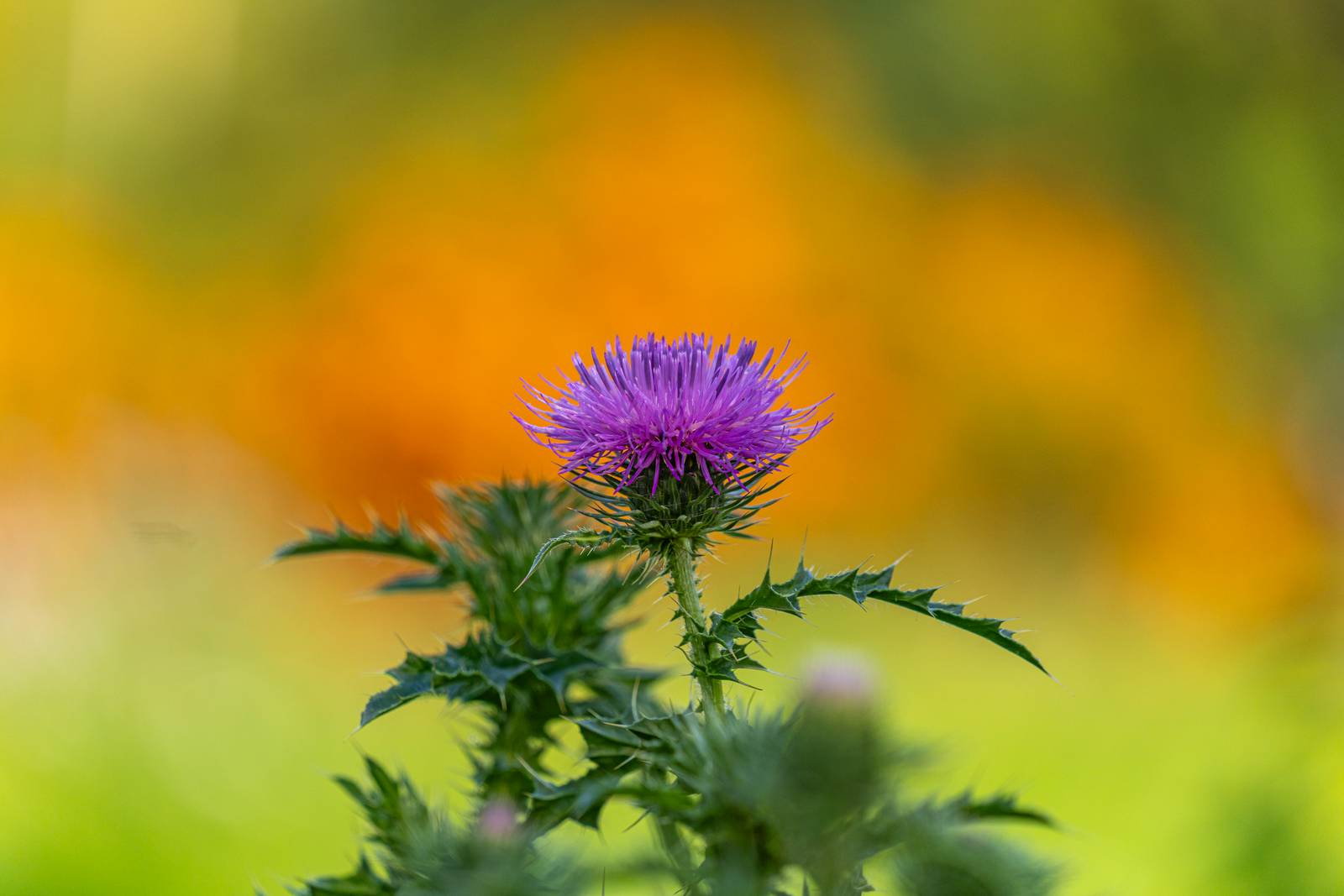 Mariendistel