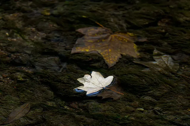 Herbst